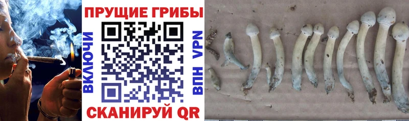 ссылка на мегу зеркало  Дальнегорск  Псилоцибиновые грибы Psilocybe 
